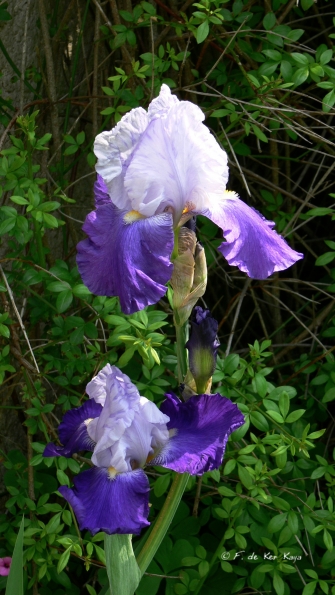 Iris violet bicolore